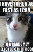 Image result for run cats memes templates