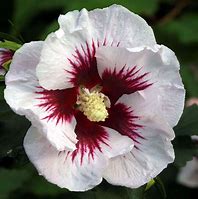 Image result for Hibiscus syr. Helene