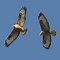 Image result for Buteo rufinus