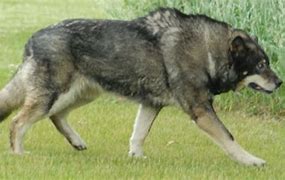 Image result for Wolf Wild Dog Hybrid