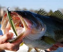 Image result for Largemouth Bass Fishing Lures