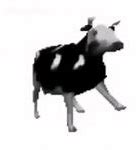 Image result for Polish Cow Meme with Sound Background for Chromebook Desktop