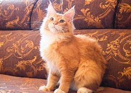Image result for Pure White Maine Coon Cat