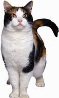 Image result for Transparent Heavy Breathing Cat