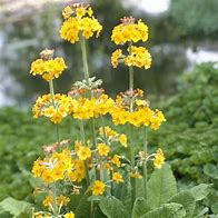 Primula bullesiana に対する画像結果