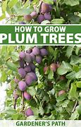 Image result for Green Apple Plum Tree