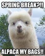 Image result for Memes About Spring Break