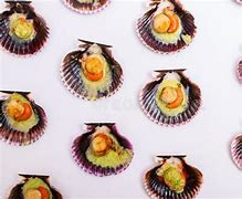 Image result for Scallop Clam