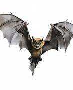 Image result for Realistic Bat No Background