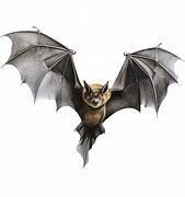 Image result for Transparent Solid Bat