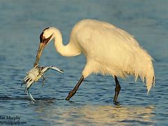 Image result for Crane Bird Eating