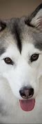 Image result for huskies dogs coats pattern