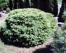Image result for Picea abies Maxwellii