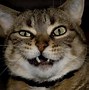Image result for Cat with Weird Mouth