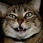 Image result for Funny Dumb Cats