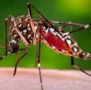 Image result for Mosquito Season