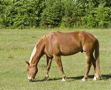 Image result for Pic of Horse Graziong