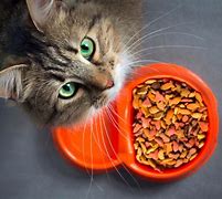 Image result for Cat Food Types