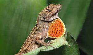 Image result for How Long Does a Lizard Live