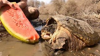 Image result for Snapping Turtle Bite Strength