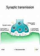 Image result for Chemical Synaptic Transmission