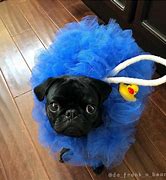 Image result for Funny Pug Halloween Costumes