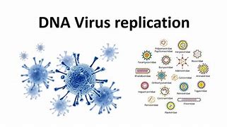 Image result for DNA Virus Replication