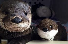 Image result for Otter and Stuff