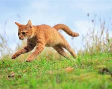 Image result for Funny Cats Jumping