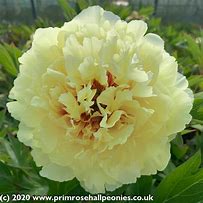 Image result for Paeonia itoh Sonoma Yedo
