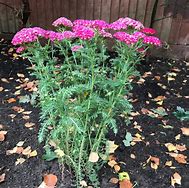 Résultat d’images pour Achillea millefolium Pomegranate ®