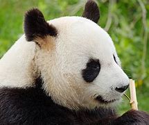 Image result for Panda Side View