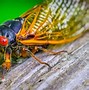 Image result for hocicada
