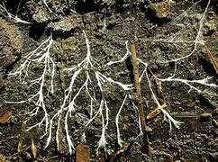 Image result for Hyphae Fungi
