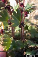 Image result for Saxifraga Mary Golds