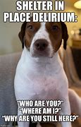 Image result for Bengals and Shelter Dog Memes