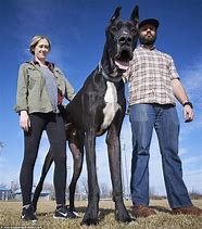Image result for Biggest Dog to Ever Exist