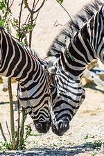 Image result for Z Zebra