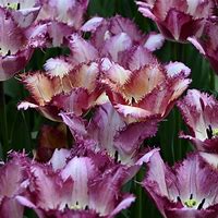 Risultato immagine per Tulipa Wyndham