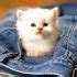 Image result for Funny Cat Wallpaper for Computer Desktop