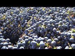 Image result for Result a Crush The Unnamed Series Cabernet Sauvignon Franc