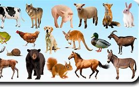 Image result for Animals 4000 for Kids