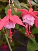 Image result for Fuchsia Connie