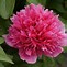 Image result for Paeonia officinalis rosea plena