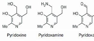 pyridoxine 的图像结果