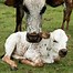 Image result for Ethiopian Cattle