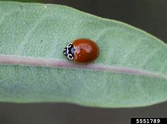 Image result for "lady-beetle-cycloneda"