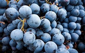 Image result for Sunce Grenache Ripken