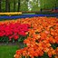 Image result for Famous Tulips Garden