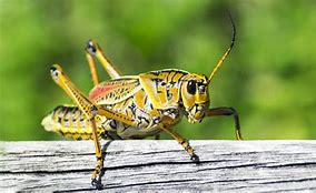 Image result for Cricket Bug Groub
